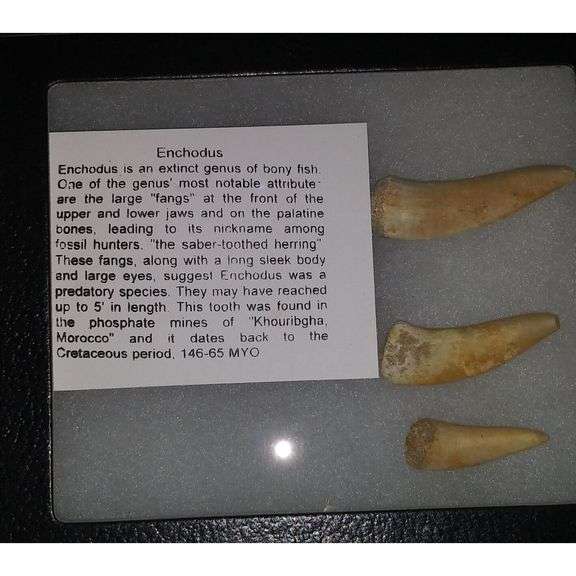 Enchodus Tooth Fossils
