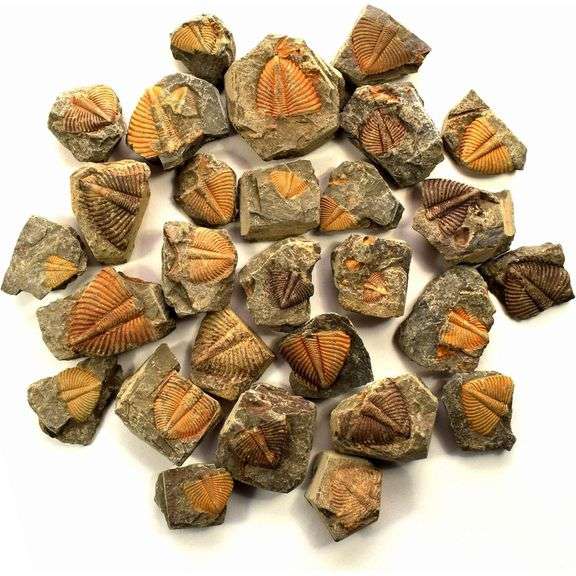 Lot of 10 Paleozoic Trilobite Tail Fossils