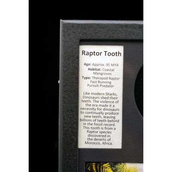 Real Fossilized Raptor Tooth with COA