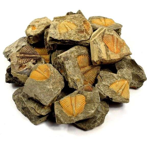 Lot of 10 Paleozoic Trilobite Tail Fossils