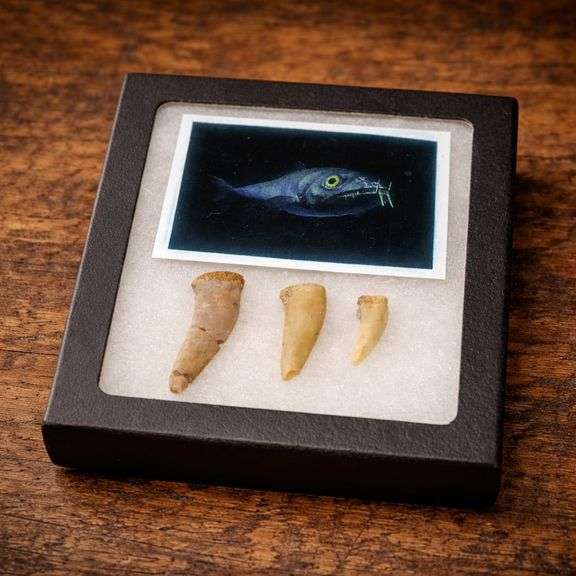 Enchodus Tooth Fossils