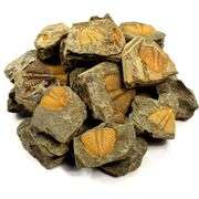 Lot of 10 Paleozoic Trilobite Tail Fossils