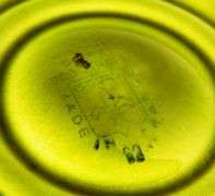 Vintage French Majolica Green Oyster Plate