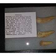 Enchodus Tooth Fossils