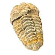 Genuine Trilobite Fossil