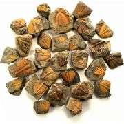 Lot of 10 Paleozoic Trilobite Tail Fossils