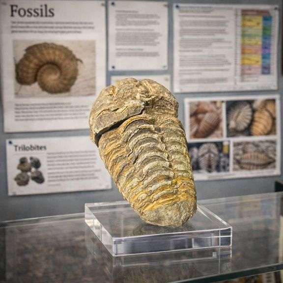 Genuine Trilobite Fossil