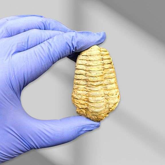 Genuine Trilobite Fossil