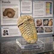 Genuine Trilobite Fossil