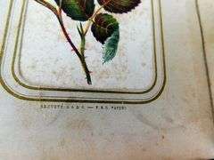 1860 French Velvet Album with Hand Colored Flower Cards