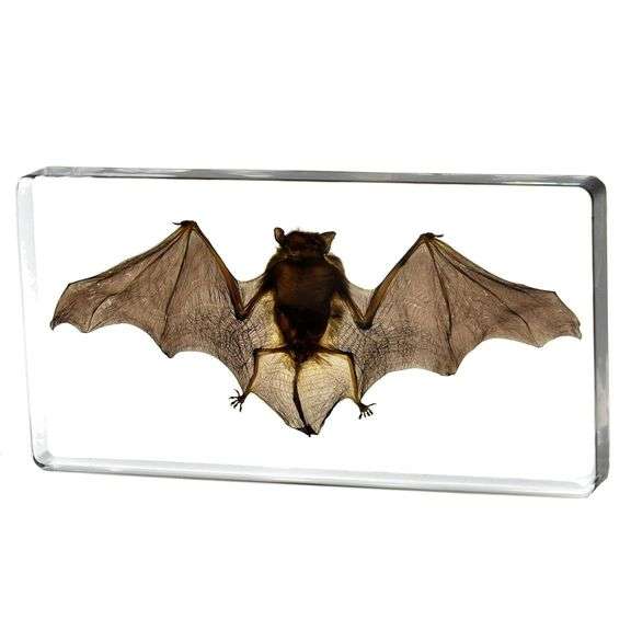 Real Bat Paperweight
