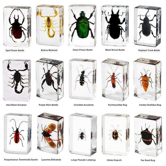 Lot of 15 Insects in Clear Resin