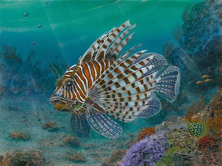 Wonderful Art by Tom Gion