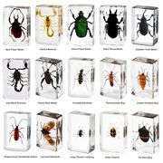 Lot of 15 Insects in Clear Resin