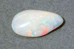 Collector's Item:  Opalized Shell