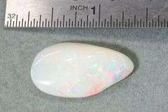 Collector's Item:  Opalized Shell