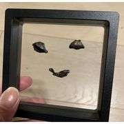 Authentic Siberian Space Rock Fragments with COA