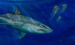 Exquisite Piece by Tom Gion