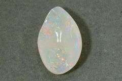 Collector's Item:  Opalized Shell