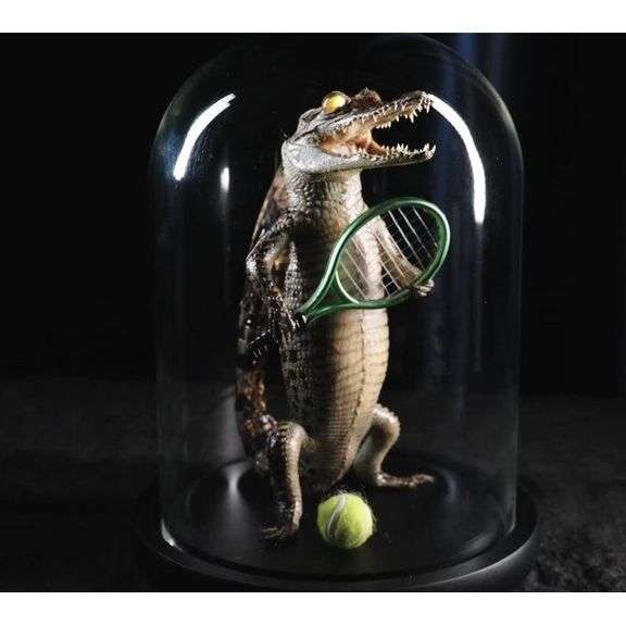 Real Alligator Playing Tennis Glass Dome Specimen