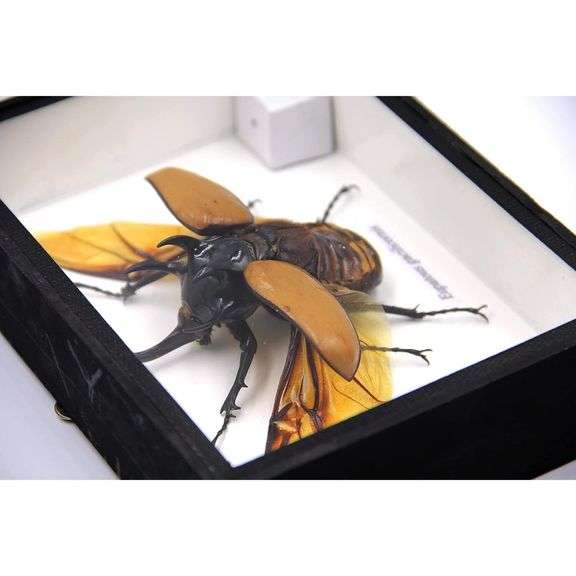 Five Horn Beetle Preserved Specimen