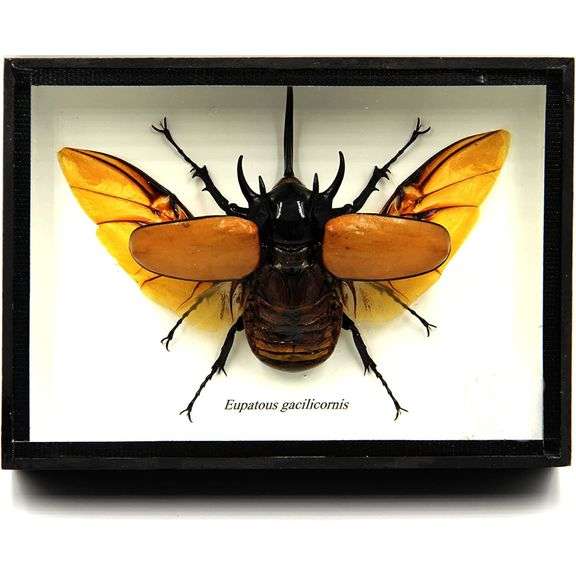 Five Horn Beetle Preserved Specimen