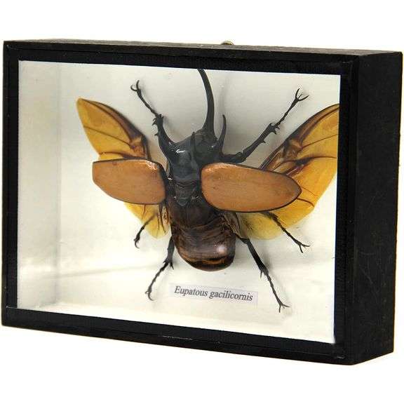 Five Horn Beetle Preserved Specimen