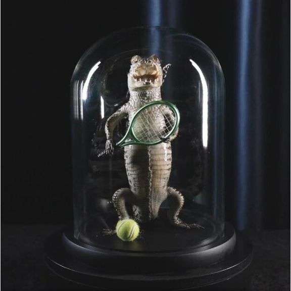 Real Alligator Playing Tennis Glass Dome Specimen