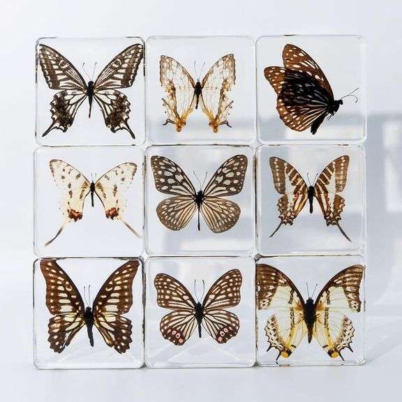 Set of 5 Real Butterfly Specimens in Clear Resin
