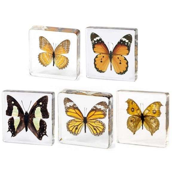 Set of 5 Real Butterfly Specimens in Clear Resin