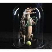 Real Alligator Playing Tennis Glass Dome Specimen
