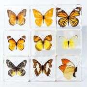 Set of 5 Real Butterfly Specimens in Clear Resin