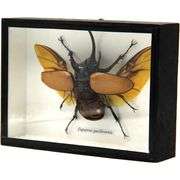 Five Horn Beetle Preserved Specimen