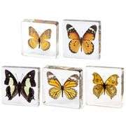Set of 5 Real Butterfly Specimens in Clear Resin