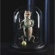 Real Alligator Playing Tennis Glass Dome Specimen