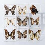 Set of 5 Real Butterfly Specimens in Clear Resin