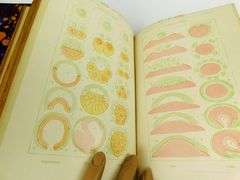 1896 Evolution of Man, 2 Volume Set