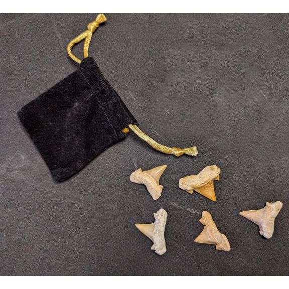 Lot of 5 Prehistoric Real Shark Tooth Fossil Assorted