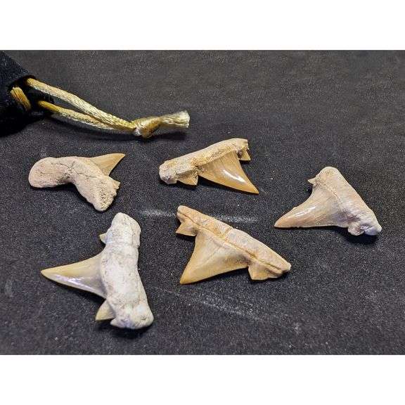 Lot of 5 Prehistoric Real Shark Tooth Fossil Assorted
