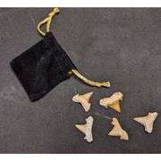 Lot of 5 Prehistoric Real Shark Tooth Fossil Assorted