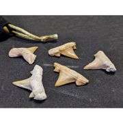 Lot of 5 Prehistoric Real Shark Tooth Fossil Assorted