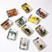 Lot of 12 Insect Specimen Collection