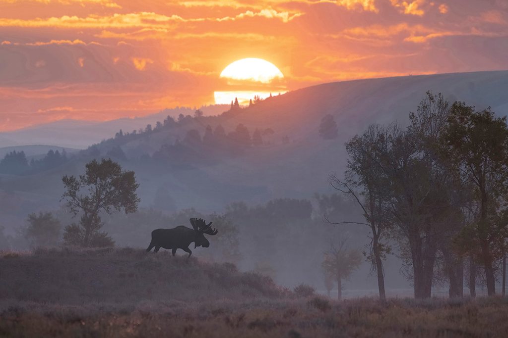 A Michael Paul photo of a moose.