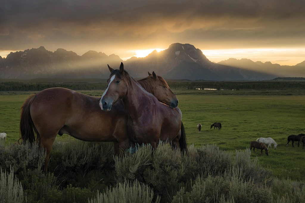 A herd of horses in a mountain valley.