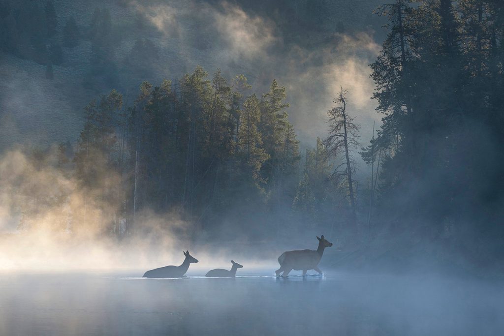 A female elk leading her two yearlings across a placid foggy river in the remote mountain country of Wyoming.