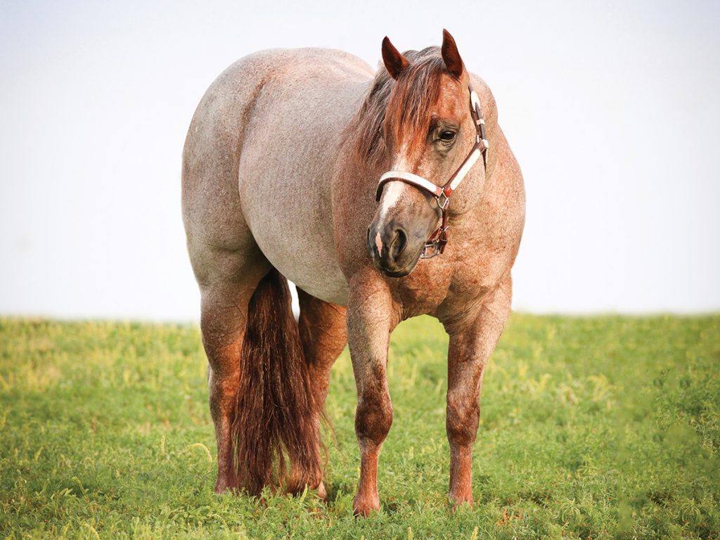 Meet the Stallion: Stevie Rey Von