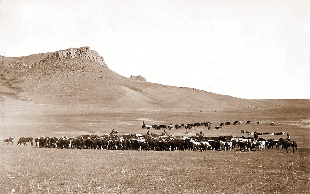 A cattle herd in the Wild West.