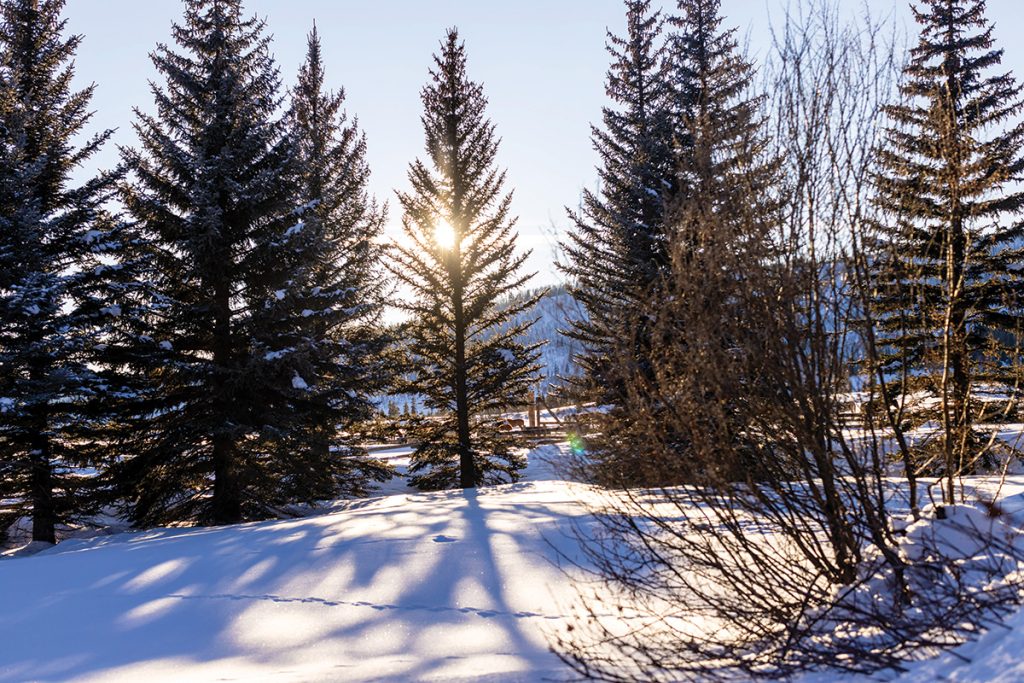 Pine trees in the snow and sun.