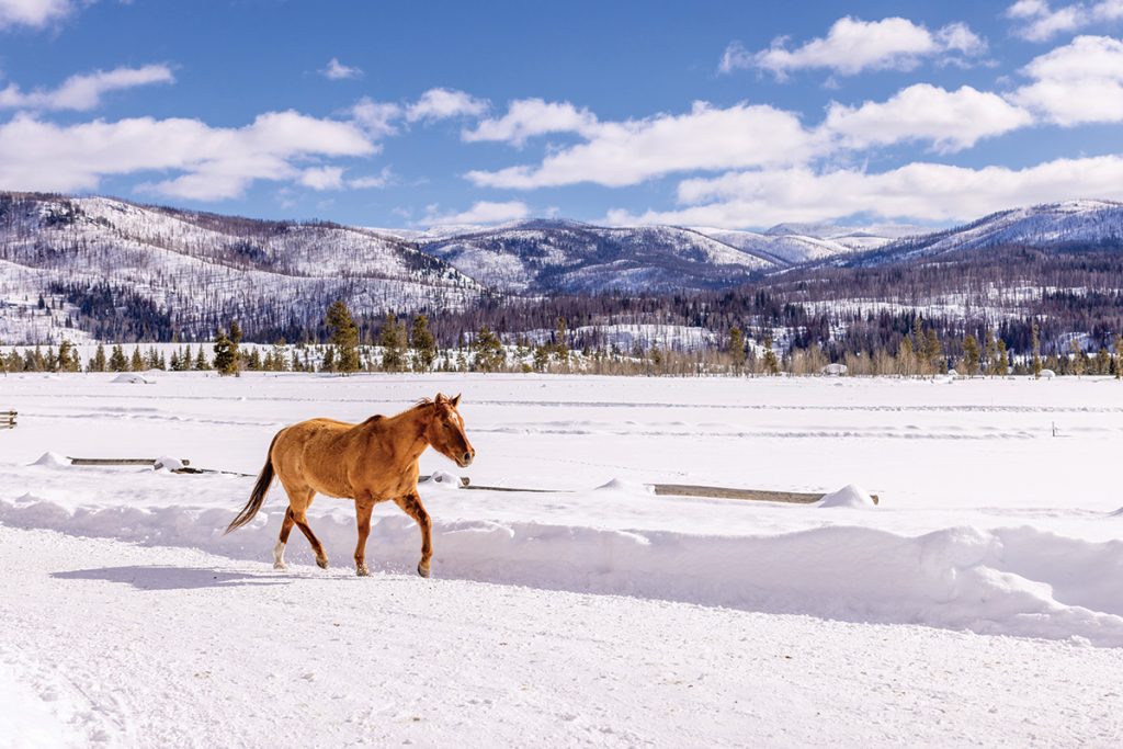 A horse trotting through a snowy field at Vista Verde Guest Ranch.