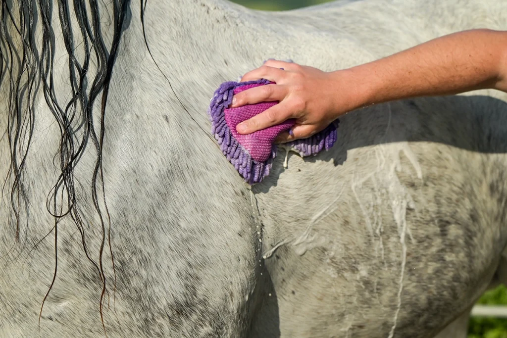 A demonstration of how to bathe a horse using a sponge.